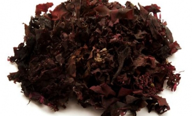 Human Health Benefits of Dulse (Palmaria palmata)